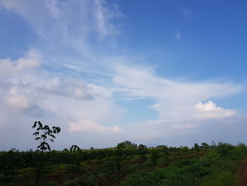 Trees on field against sky