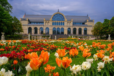 Close-up of yellow flowers