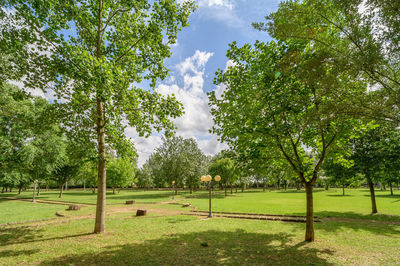 Trees on field against sky