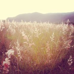 Plants growing on field