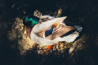 High angle view of duck swimming on land