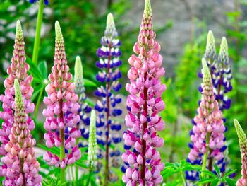 Close-up of purple flowering plants on field