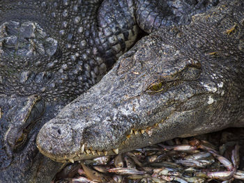 Close-up of animal in water