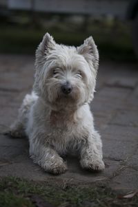Portrait of white dog on footpath