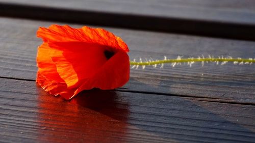 Close-up of orange flower on table