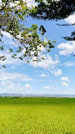 Scenic view of agricultural field against sky