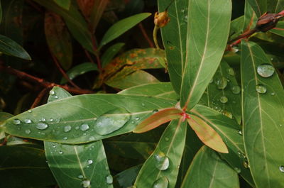 Close-up of wet plant leaves during rainy season