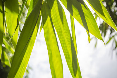 Low angle view of palm tree leaves