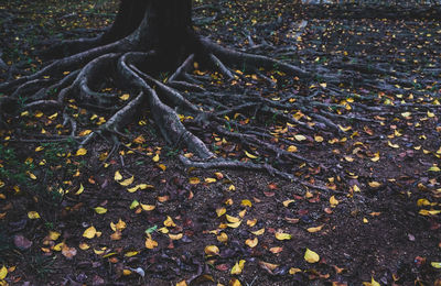 High angle view of autumn leaves on field