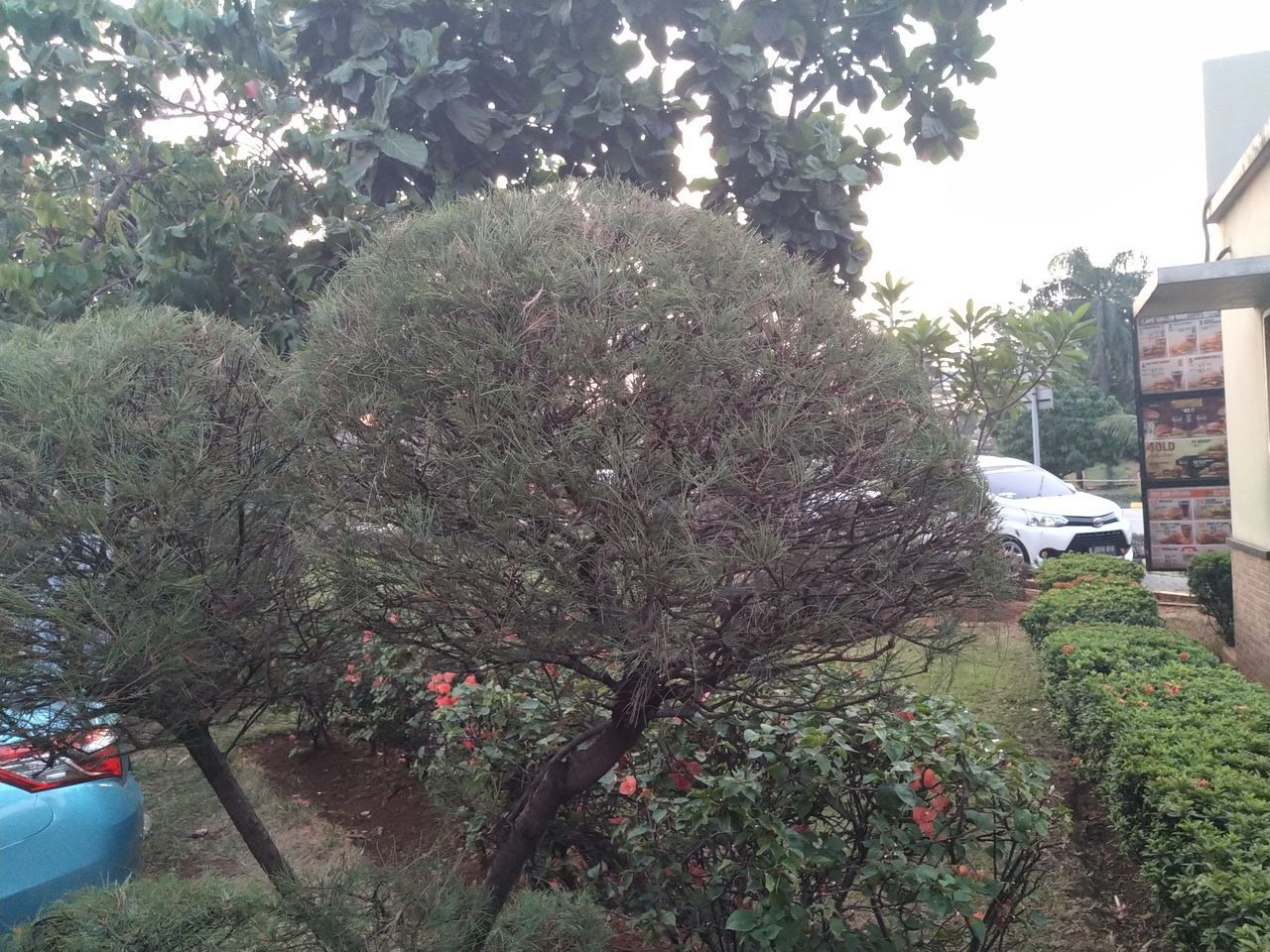 PLANTS AND TREES BY STREET AND BUILDINGS