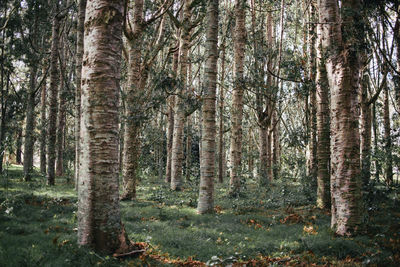 Pine trees in forest