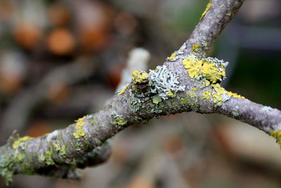 Close-up of snow on branch