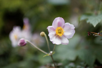 Close-up of flowers blooming outdoors