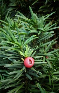 High angle view of red berries growing on plant