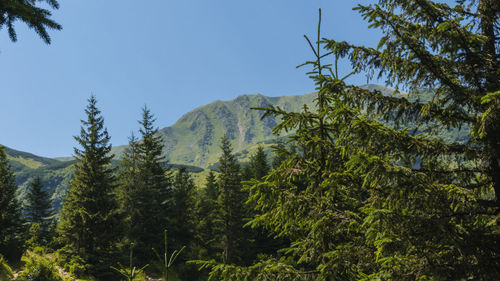 Low angle view of pine trees against sky