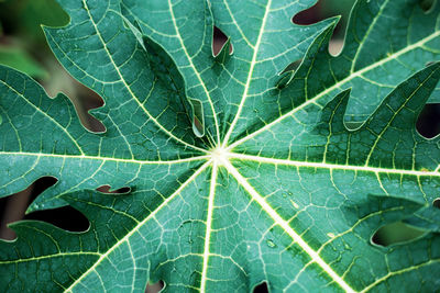 Full frame shot of leaves