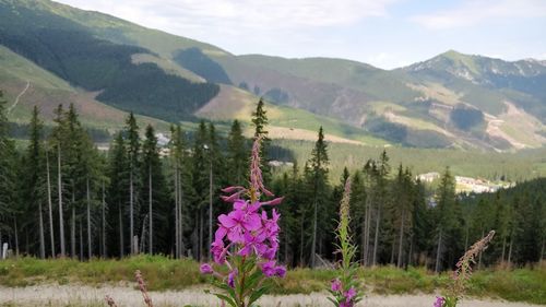 Flower trees on landscape against sky