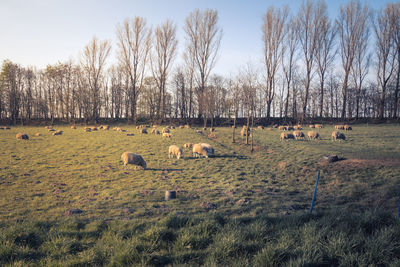 Flock of sheep grazing on field against sky