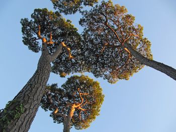 Low angle view of tree against clear sky
