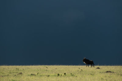 Blue wildebeest stands on horizon during storm