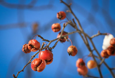 Low angle view of berries growing on tree against sky