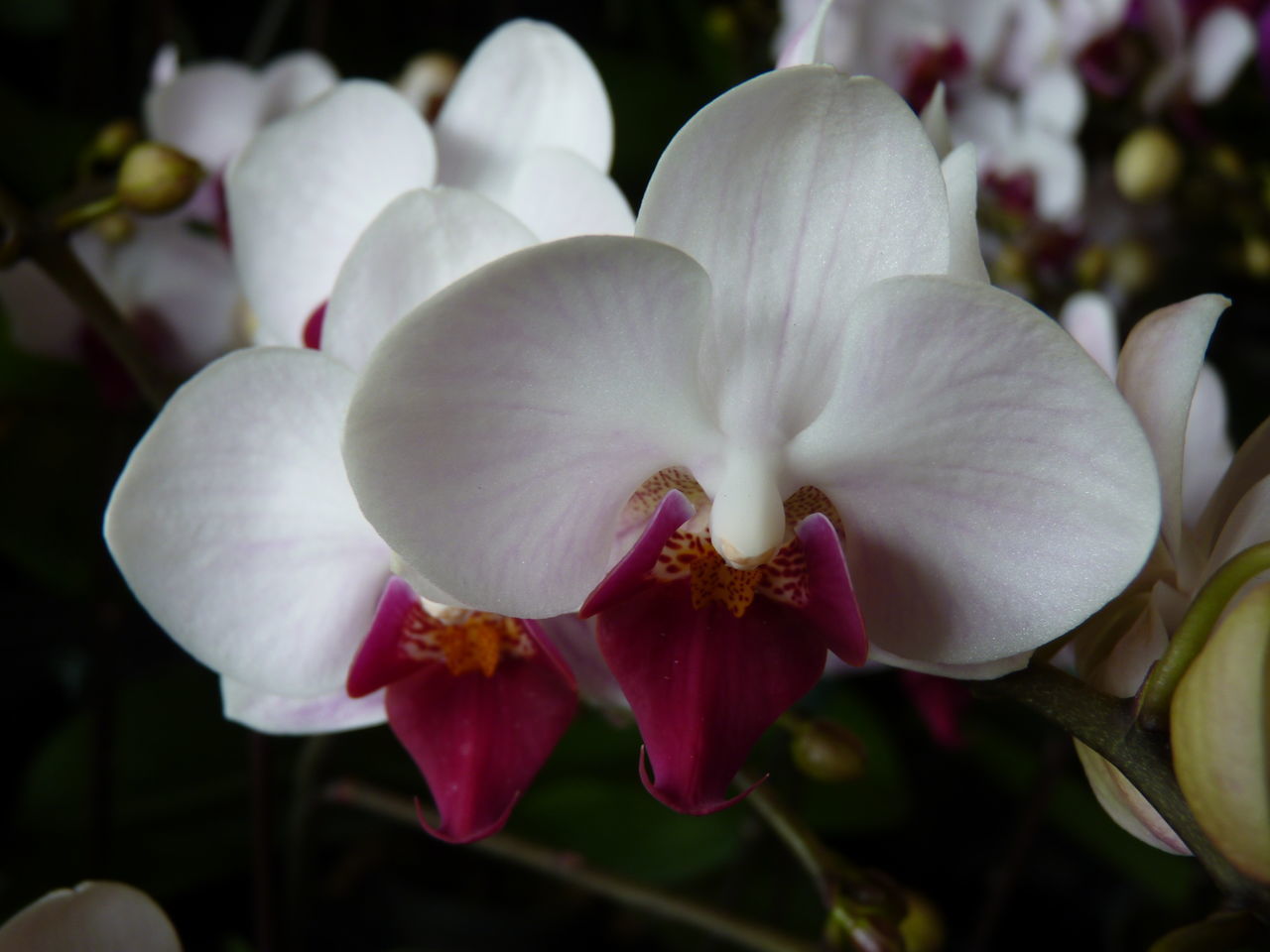 CLOSE-UP OF FRESH WHITE ORCHID