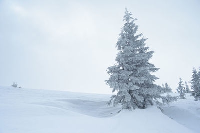 Trees on snow covered landscape against sky