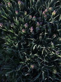 Full frame shot of plants growing on land