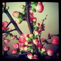 Close-up of pink flowers