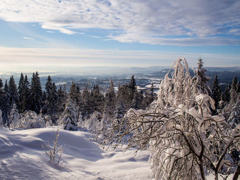 Snow covered trees on field against cloudy sky