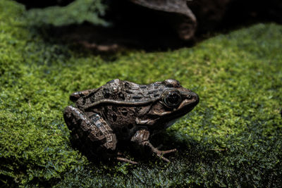 Mossy toad