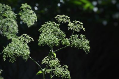 Close-up of fresh green plant