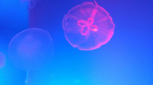 Low angle view of coral underwater