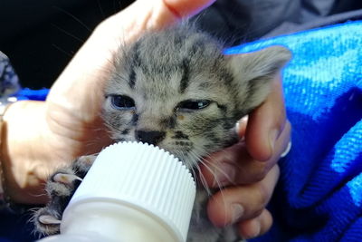 Cropped image of hand holding cat drinking water