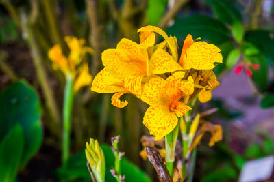 Close-up of yellow flowering plant