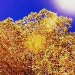 Low angle view of trees against sky