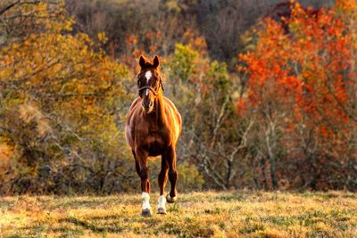 Horse standing in a forest