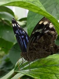 Close-up of butterfly on leaf