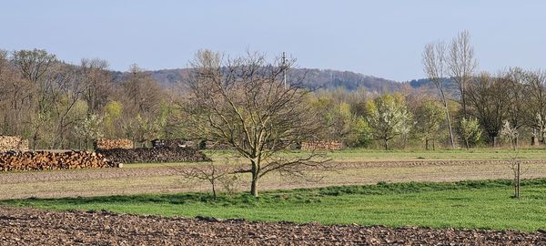 Scenic view of field against clear sky