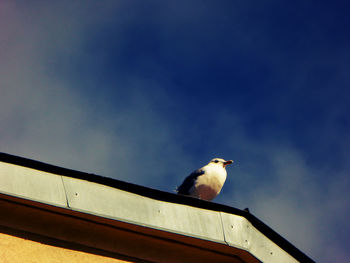 Low angle view of bird perching on roof against sky