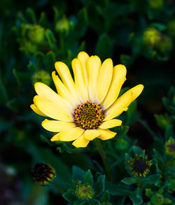 Close-up of yellow flower