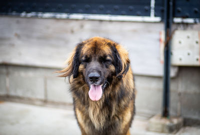 Portrait of dog sticking out tongue