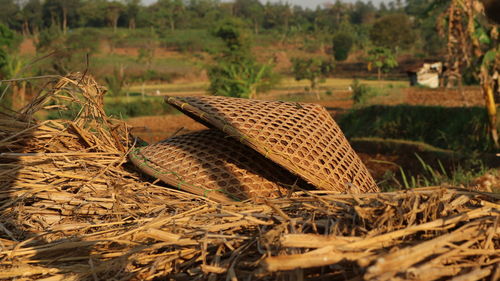 Close-up of animal skull on field