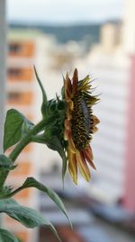 Close-up of plant growing on plant