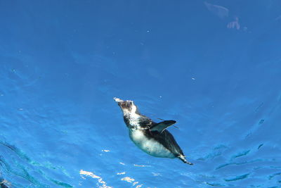 Duck swimming in water