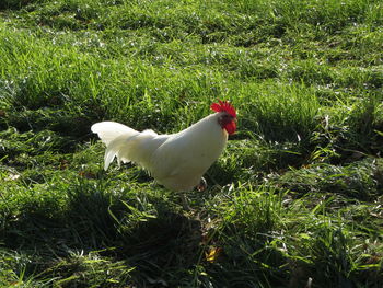 White duck on field