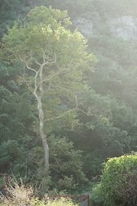 High angle view of trees in forest