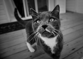 Close-up portrait of cat at home