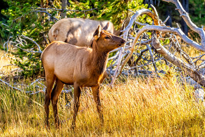 Side view of deer standing on field in forest