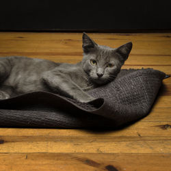 Portrait of cat resting on wooden floor